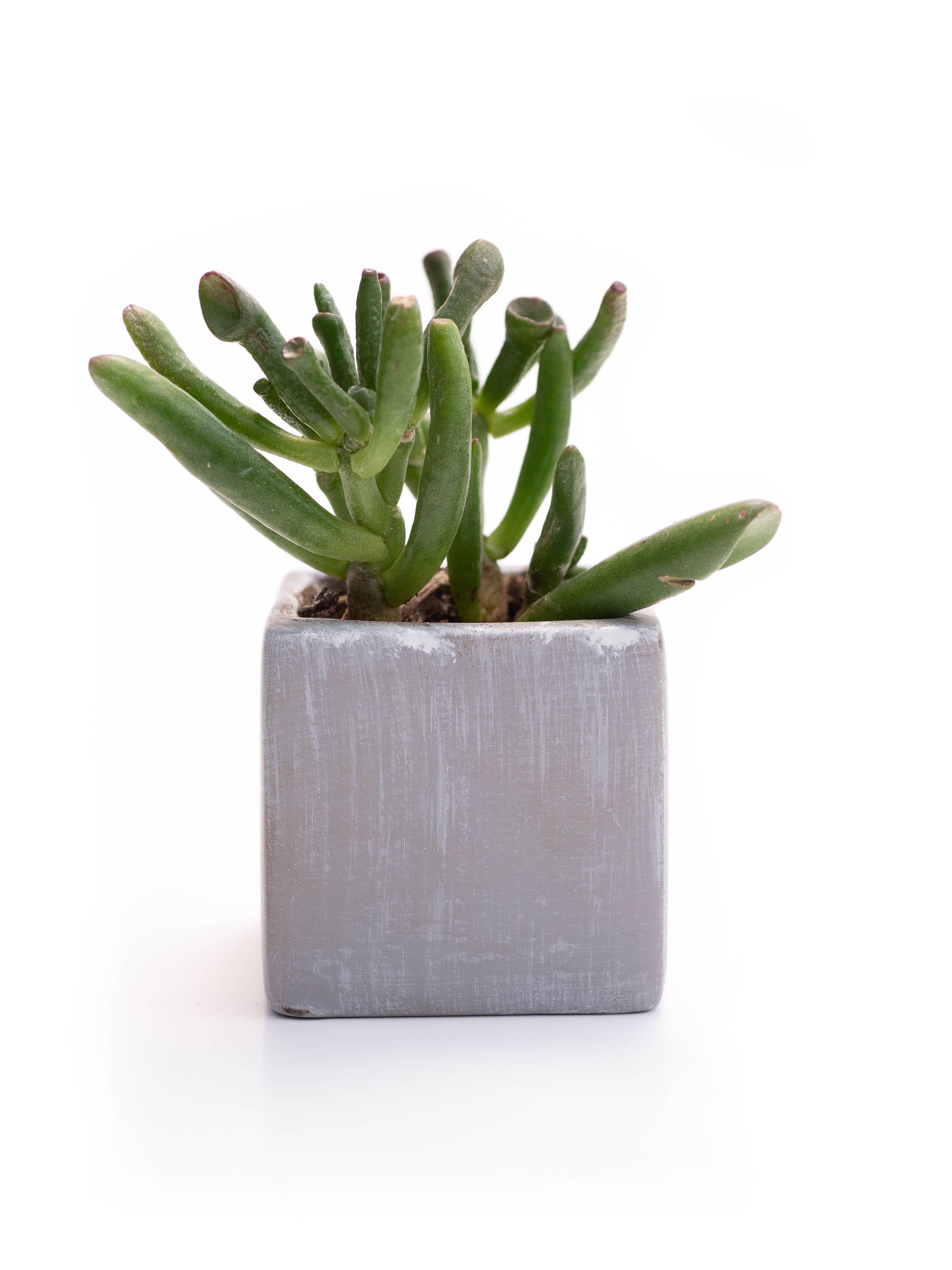 noodle succulent Space Noodles