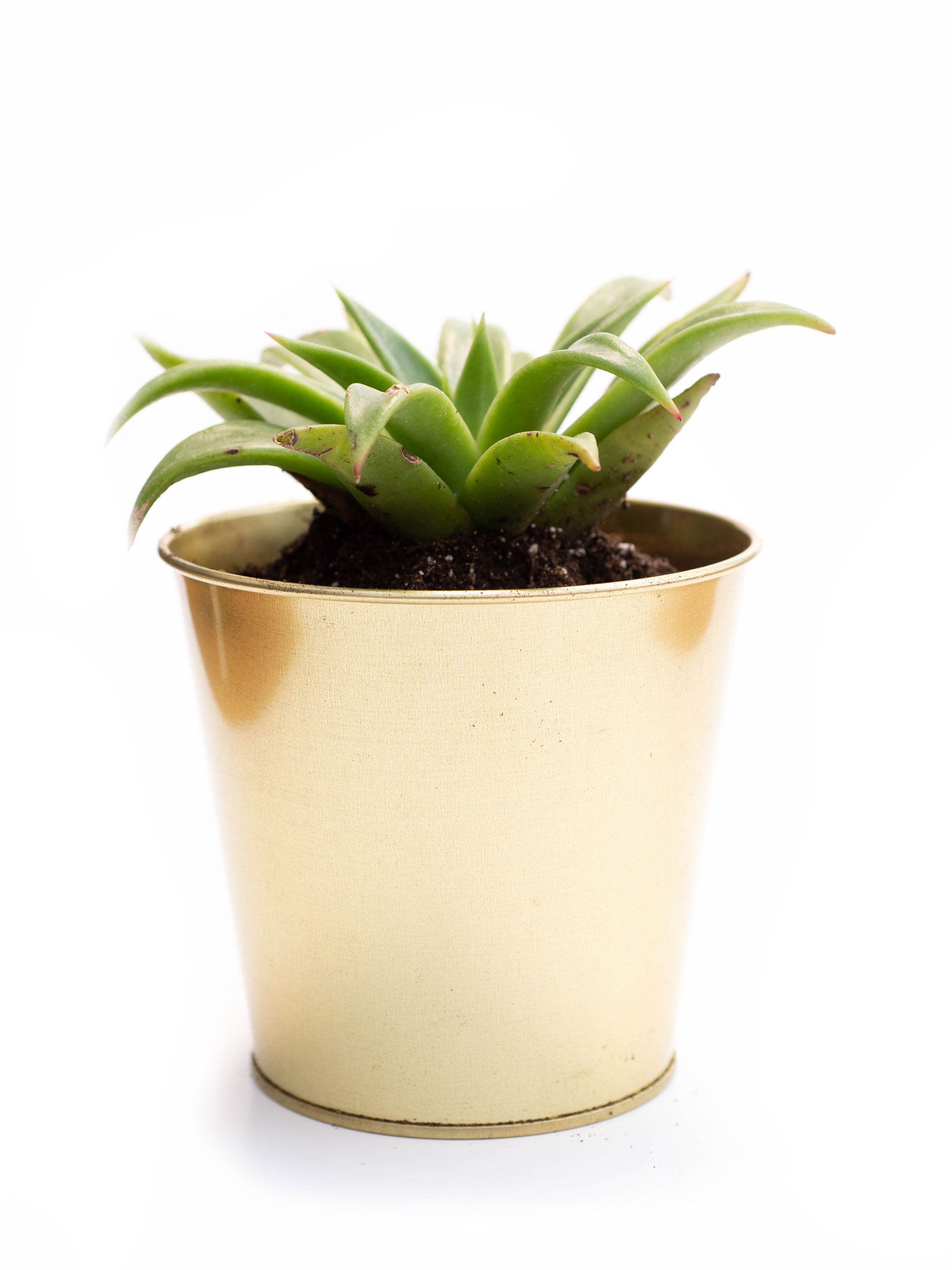 sideshow bob plant pot Sideshow Bob – Meteor Succulents